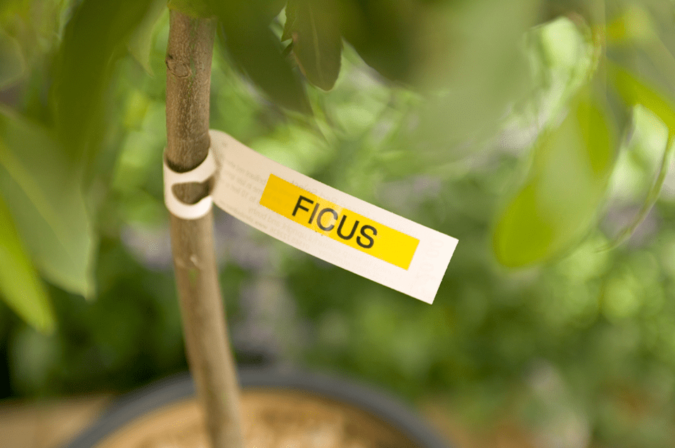 Brother TZe-621 label tape cassette - black on yellow - ficus tree identified with a tree tag labelled with a Brother P-touch label