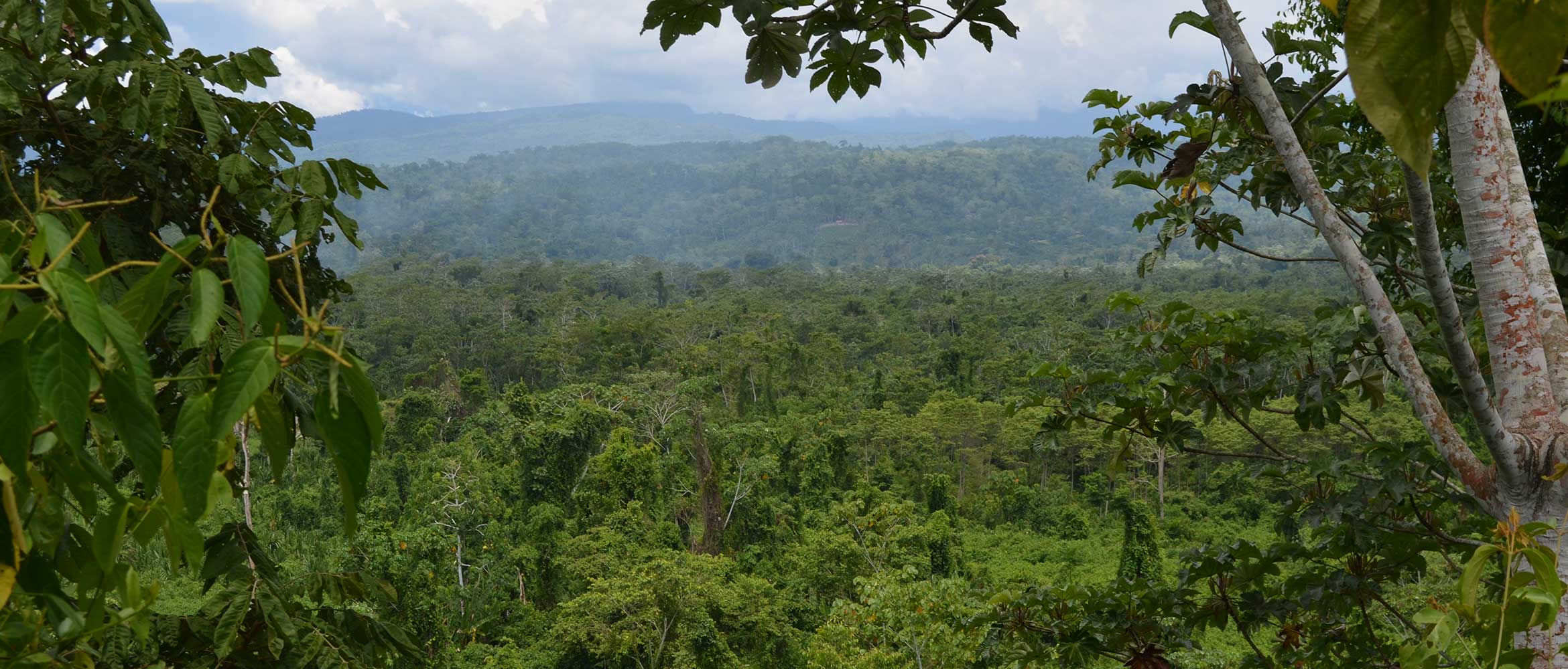 Leafy green jungle below a mountain range