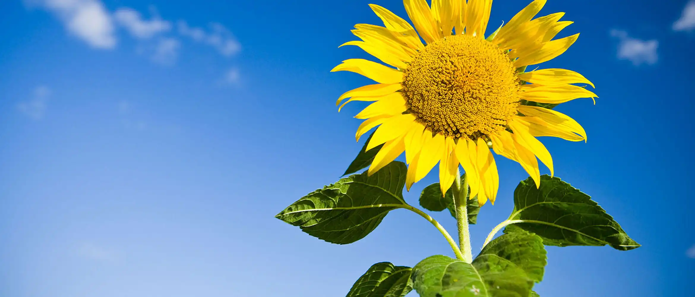 Sunflower picture