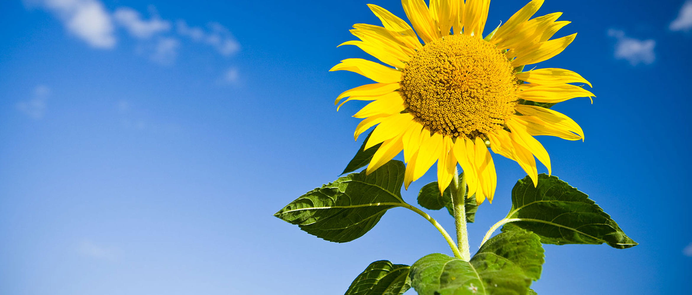 Sunflower picture