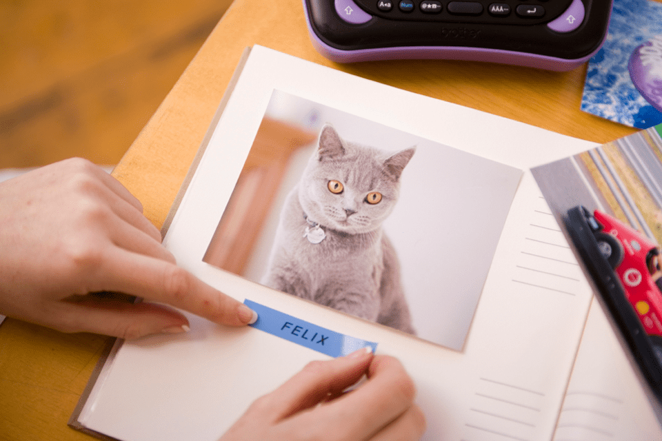 Brother TZe-531 label tape cassette - black on blue - photograph of a cat being labelled in a photograph album