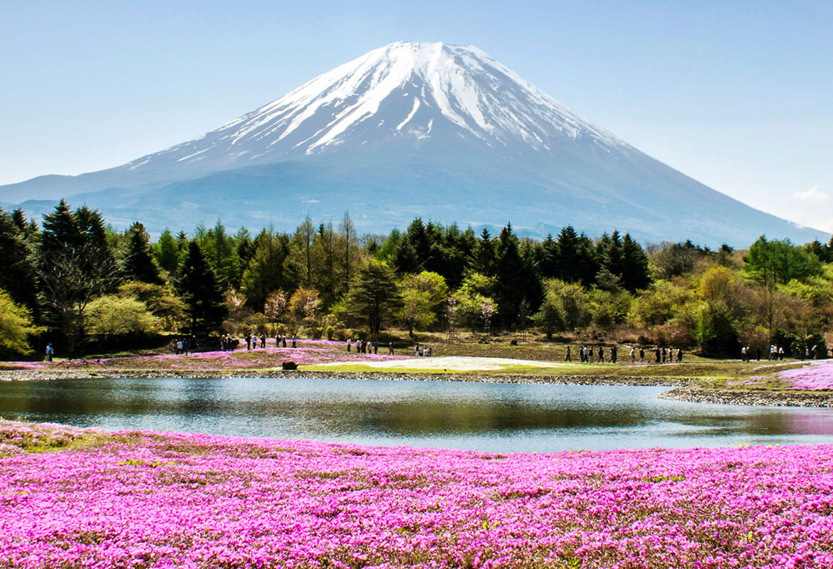 Mount Fuji in the background, lake surrounded by bright pink flowers, trees