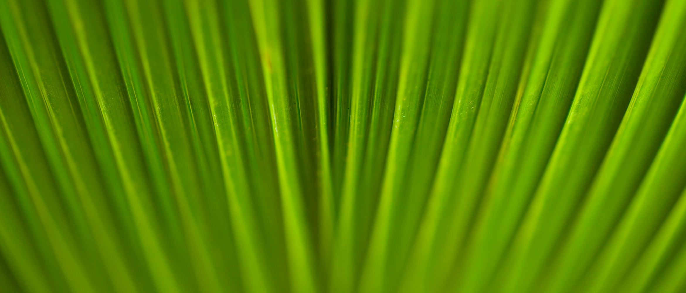 Nahaufnahme eins Grünen BLATTES.